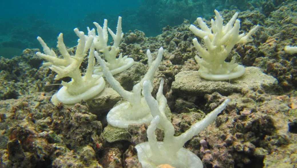 无锡3D打印海洋生物模型，精准还原形态与复杂结构，惟妙惟肖！